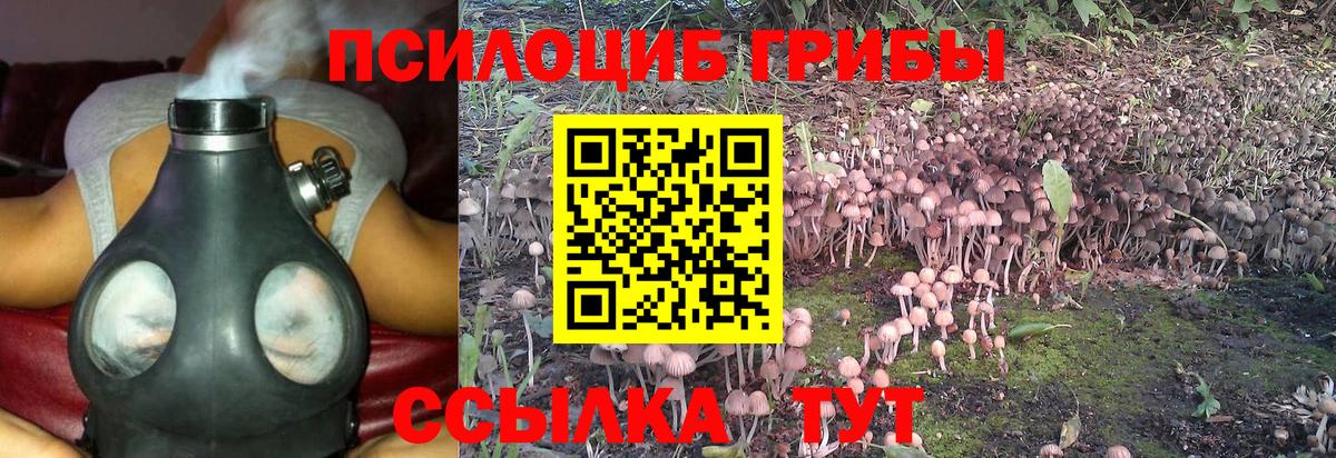 Зеленогорск  Псилоцибиновые грибы Psilocybe  купить наркоту  Вход с VPN  Псилоцибиновые грибы GOLDEN TEACHER 